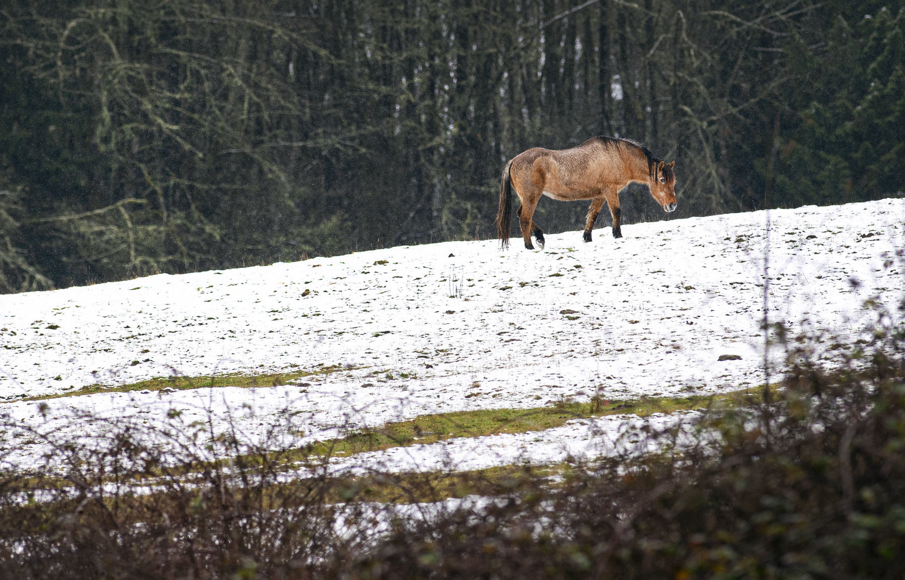 A snowy pasture